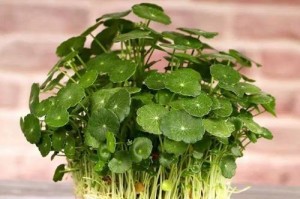 揭开水仙花生长的神秘面纱