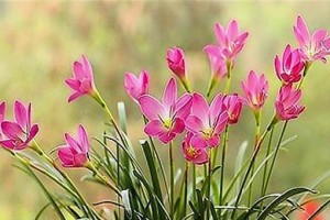 探究风雨兰的花语（解读风雨兰的意义与象征）