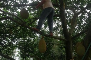 湖南种植菠萝可行性研究