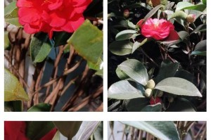 四季茶花的养殖技巧与方法（打造四季常青花园，掌握茶花养殖关键）