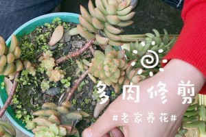 多肉红稚莲的夏季养护指南（打造繁花盛放的夏日花园）