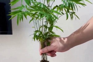 小竹子的养殖技巧（了解小竹子的养殖方法，让你成为小竹子的专家！）