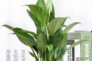 以水养的一帆风顺——如何正确养护水产品（水质关键，护理不可马虎）