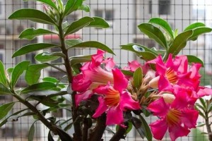 沙漠玫瑰花的奇迹（探寻沙漠玫瑰花开花的秘密）