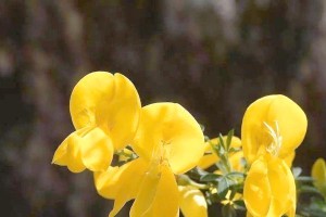 如何正确修剪金雀花（掌握金雀花修剪技巧，打造美丽花园）