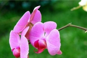 蝴蝶兰生长条件详解