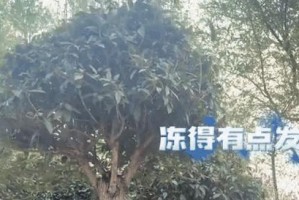 冬日暖意，桂花香甜（冬天里，享受桂花带来的温暖）