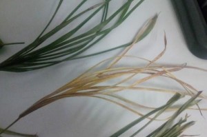 利用棕竹干的妙招（巧妙利用棕竹干，创意无限）