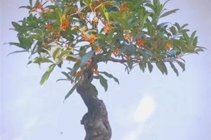 如何正确养殖桂花树？（方法与注意事项，让您的桂花树更加健康茂盛）