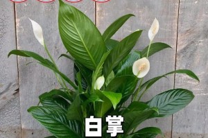以一帆风顺根怎么养殖（成功种植一帆风顺根的关键技巧）
