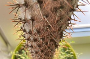 如何养护含羞草（关注含羞草生长的小秘密，为家中含羞草提供完美环境）