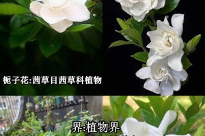 栀子花的生活之道（探索栀子花的养殖技巧与护理方法）