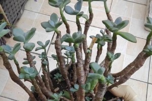 以叶插多肉的繁殖技巧（快速生长的秘诀及关键要点）
