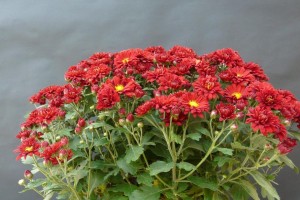 菊花的正确浇水方法（让你的菊花茁壮成长的8大技巧）