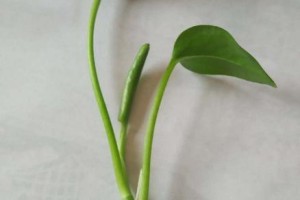 绿箩生长秘诀揭密（掌握关键要素，助你快速培育茁壮的绿箩）