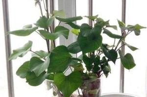 地瓜花养殖技巧（以地瓜花怎么养为主题的种植指南）