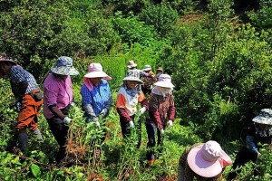 学会种植以日日春，打造美丽花园（探秘以日日春的种植技巧，让花园焕发生机）