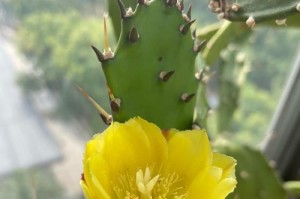 探秘亮红仙人指开花的奇妙过程（揭开亮红仙人指开花的神秘面纱）