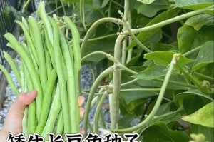 揭秘豆角的生长过程（从种子到成熟的全过程，让你了解豆角生长的奥秘）