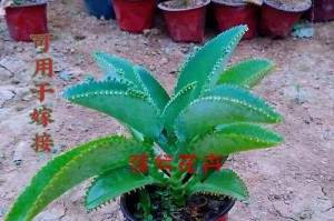 多肉植物不死鸟的种植技巧（打造美丽多肉花园，）