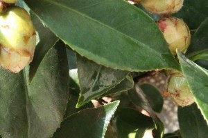 如何选择适合茶花种植的土壤（茶花生长的关键是土壤，从这些方面来选择）