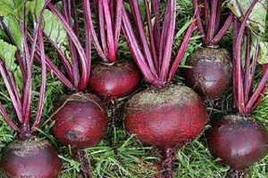 甜菜——高营养蔬菜之王（从生长到营养，揭秘甜菜的奥秘）