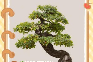 以小高山榕怎么养？（学会正确的养护方法，让小高山榕茁壮成长。）