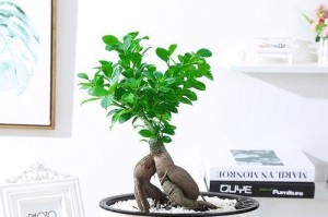 人参榕掉叶子的处理方法