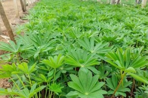 羽扇豆的栽培与养护（从种子到花开，羽扇豆生长全记录）