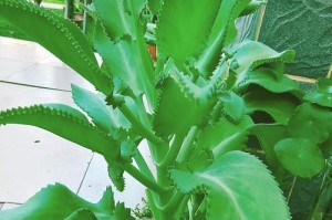 落地生根植物的养护秘籍（让你的植物生根茁壮的关键技巧）