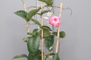 如何养护飘香花，让其绽放绚丽的花朵（掌握关键诀窍，让飘香花常年繁花似锦）