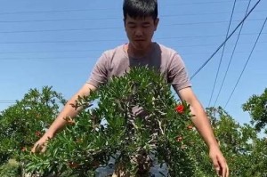 石榴盆景修剪技巧与养护方法（打造石榴盆景的专业指南）