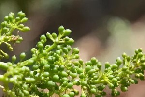 葡萄树的花期（探究葡萄树花期，助你更好地种植葡萄）