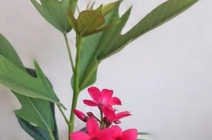 怎样养护凤仙花才能开出美丽的花朵？（教你从土壤、水分、光照等方面全面护理凤仙花）