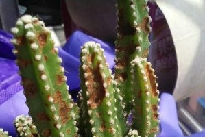 仙人柱表皮变黄了，如何处理？（仙人柱黄叶的原因及护理方法）