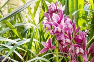 探究兰科花卉的魅力（从花卉种类、栽培方法到饰品装饰，一网打尽）