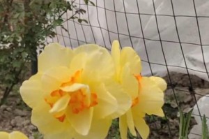 水仙养护秘籍（培育健康的水仙花的关键是什么？）