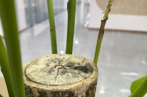 发财树干枯怎么弄（教你如何挽救枯萎的发财树）