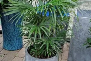 富贵椰子的养殖方法和养护要点（轻松培育属于自己的富贵椰子园）