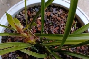 野生兰花的发芽过程（从种子到幼苗，探秘野生兰花的发芽之谜）