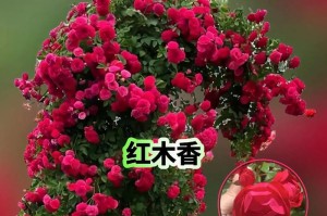 红木香花的开花频次（一年几次开花，如何促进开花）