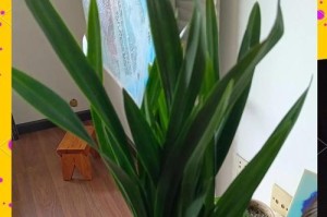 墨兰叶子发黄的解决方法（从土壤、养护到病虫防治，让墨兰恢复青翠）