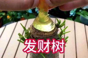 发财树为什么会出现黄叶？（了解黄叶的原因及对策）