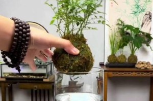 兰花养护指南（手把手教你如何精心呵护兰花，享受绚丽花海的美好）
