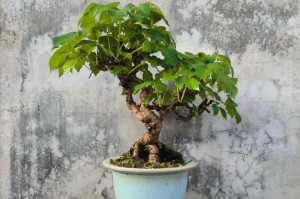 爬山虎在花盆中的浇水技巧（掌握浇水要领，让爬山虎茁壮成长）