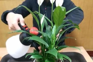 白掌的安全越冬养护方法（如何让白掌在冬天健康茁壮？）