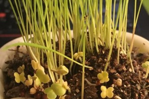 捕蝇草夹子死了怎么办？（教你修复捕蝇草夹子并保持其活力）