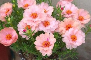 以太阳梅的栽培与养护指南（了解以太阳梅，享受阳光般的美丽）