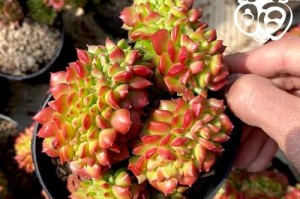 火焰蒂亚的繁殖方法与注意事项（掌握火焰蒂亚的繁殖技巧，让您的盆栽生意越做越红火）