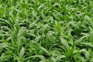 石竹在夏天的生长与护理（打造花园中的夏日瑰宝——石竹）